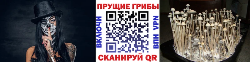 Галлюциногенные грибы Cubensis  где купить   Алатырь 